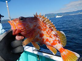 GW伊豆合宿　イサキ釣りのはずがなんだかカラフル五目に