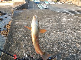 GW伊豆合宿　へた釣り家釣り大会。大物賞は穴釣りメバル