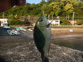 GW伊豆合宿　へた釣り家釣り大会。大物賞は穴釣りメバル