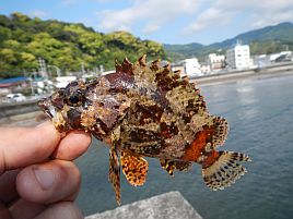 GW伊豆合宿　へた釣り家釣り大会。大物賞は穴釣りメバル