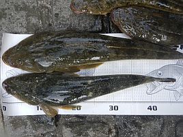 6打数4安打で三塁打×1、一塁打×3。今年もマゴチ好発進！