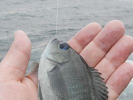 喉奥に針が刺さった小魚のリリースはハリスから切るが正解？