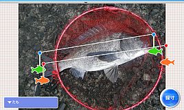 魚の体長を計測しおよその体重が分かる「魚寸カメラ」開発