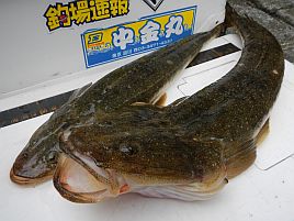 デカッwなマゴチだがへた釣りにとっては大きな一歩である