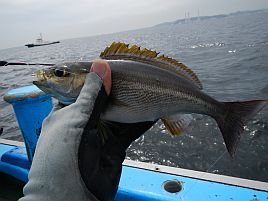 メバル大会も終わり今週末からイサキ！　好調みたいだぞ