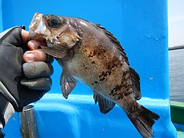 メバル：釣魚別インデックス