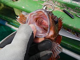 初めての船釣りにオススメ！　東京湾メバルの釣り方まとめ