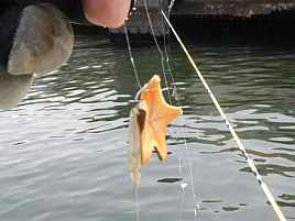 初めての船釣りにオススメ！　東京湾メバルの釣り方まとめ