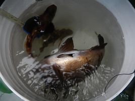 潮は大きいけど凪で曇。釣れそうな日なのに釣れる気が…w