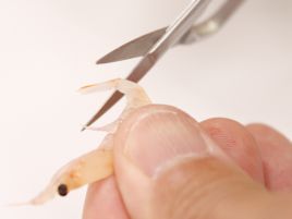 オキアミの切断や加工に最適なエサ切りハサミが気になる