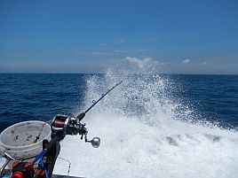 今週末は東京湾での泳がせ釣りデビューのチャンスかも