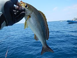 3年越しの悲願達成！ 剣崎沖の尺イサキ釣ったどぉぉお!! 