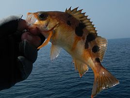 二兎も三兎も追ったらあかん!! 洲崎沖の最貧果を更新だ！