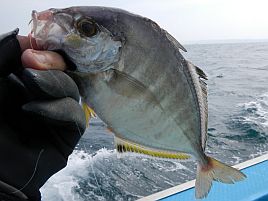 伊東沖のカイワリ…そろそろウズウズしてくる季節みたいだ