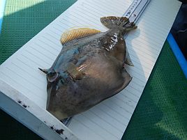 カワハギ：釣魚別インデックス