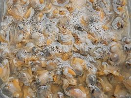 アミノ酸の配合比率を嗅ぎ分け魚は餌の美味しさを認識？