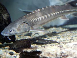 道頓堀でチョウザメが釣れるって……マジかいな、行こかな