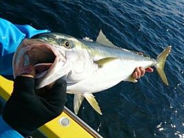 カマスはまだだが渚丸の落とし込みブリがめっちゃ気になる