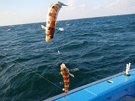 ベラを釣っても一人…KFCのアオリ船でお一人様カワハギ♪