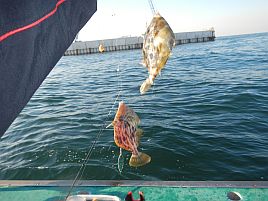 ハギポン効果あり!?　23匹、最大26.5cm…TKBの準備完了