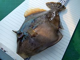 カワハギ：釣魚別インデックス