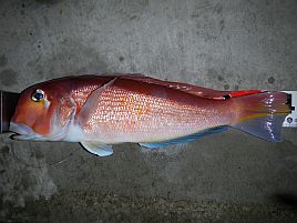 味噌漬け食える！ 45センチありでアマダイ6匹ゲットだぜ