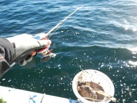 終わりまでできすぎだ。釣り納め2013は半日船でアジ71匹♪