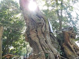 今年も大漁祈願と酒難除けのために来宮神社に初詣したよ