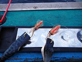 おみくじ気分で初釣りはオニカサゴ。大吉目指して準備する