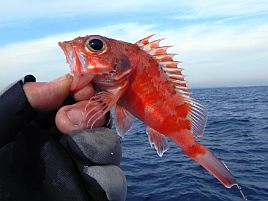 逃した魚は大吉？　中吉？　オニカサゴおみくじ一籤目は…
