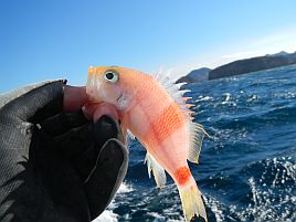 本当に釣運が尽きた!?　強風に阻まれウィリー五目も惨敗!!