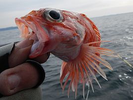 人事を尽くし天命（＝魚信）を待つオニカサゴおみくじ三籤目