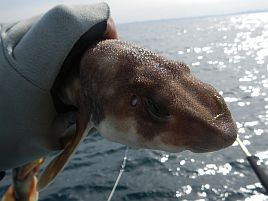 人事を尽くし天命（＝魚信）を待つオニカサゴおみくじ三籤目