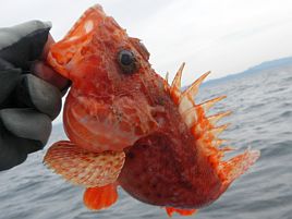 人事を尽くし天命（＝魚信）を待つオニカサゴおみくじ三籤目