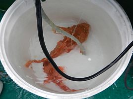 人事を尽くし天命（＝魚信）を待つオニカサゴおみくじ三籤目