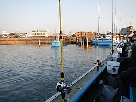 冬の東京湾癒し系No.1といえばやっぱりエビメバルだよね♪