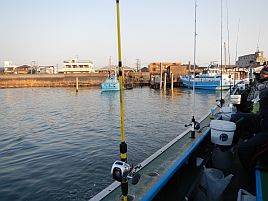 冬の東京湾癒し系No.1といえばやっぱりエビメバルだよね♪