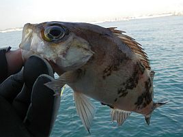 東京湾のメバル開幕！　1週遅れでシーズンインしたいが…