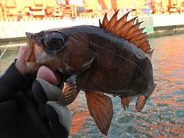 冬の東京湾癒し系No.1といえばやっぱりエビメバルだよね♪