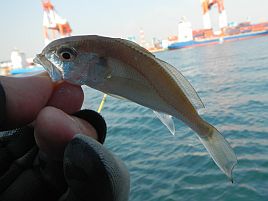 冬の東京湾癒し系No.1といえばやっぱりエビメバルだよね♪