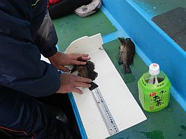 煮付け用20upメバルだけで12匹！　メバル開幕戦は大満足