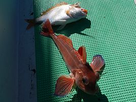 アマダイが来たぞぉ～♪　東京湾にて狼中年と化してしまう