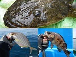 沖のウィリー、マゴチにメバル。気になる魚の釣果のほどは