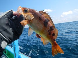 ウィリーよ、お前もか!!　沖の瀬遠征なのに釣れる気しねぇ