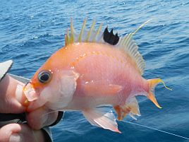 ウィリーよ、お前もか!!　沖の瀬遠征なのに釣れる気しねぇ