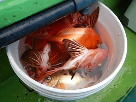 2014年初大漁♪　カイワリ、キントキ、オキメバル&ヤリイカ!!