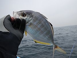 2014年初大漁♪　カイワリ、キントキ、オキメバル&ヤリイカ!!