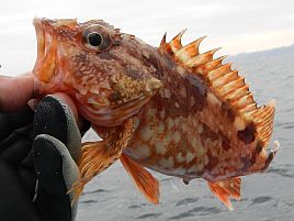 「カサゴ入れ食い餌はあります!!」と言いたいけれど…幻か!?