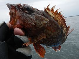 「カサゴ入れ食い餌はあります!!」と言いたいけれど…幻か!?