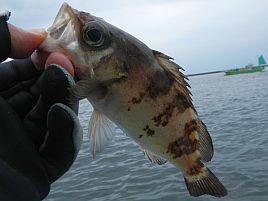 「カサゴ入れ食い餌はあります!!」と言いたいけれど…幻か!?